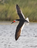Black Skimmer, alternate