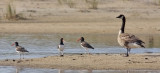 American Oystercatchers with Canada Goose