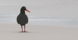 African Black Oystercatcher