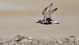 Black-bellied Plover, prealternate adult