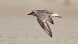 Black-bellied Plover, prealternate adult