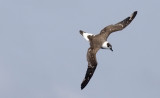 Black-capped Petrel