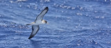 Corys Shearwater