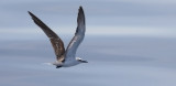 Bridled Tern, 1st cycle