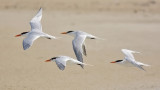 Royal Terns, alternate