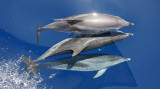 Atlantic Spotted Dolphins