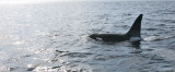 Orca, bull