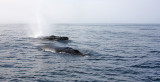 Humpback Whales