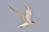Royal Tern, alternate (#2 of 2)