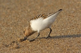 Sanderling, alternate