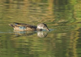 Wood Duck - juvenile male