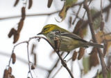 Black-throated Green Warbler - juvenile female