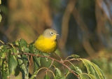 Nashville Warbler