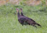 Wild Turkey