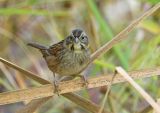 Swamp Sparrow