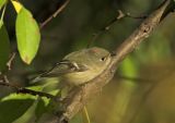 Ruby-crowned Kinglet