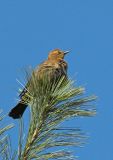 Rusty Blackbird