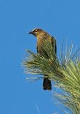 Rusty Blackbird