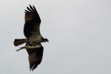 Osprey with catch cropped.jpg