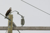 Osprey sitting cropped.jpg