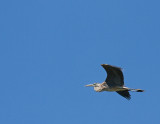 Great Blue Heron.jpg