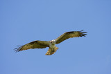 Osprey hovering 1.jpg