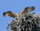 Osprey in nest.jpg
