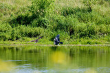 c Osprey confronts blue heron.jpg