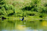 e Blue heron attempting escape.jpg