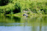 g Blue heron making its escape.jpg