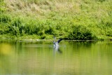 o Blue heron splashes back down.jpg