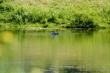p Blue heron swivels to face new attack.jpg