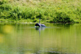 s Heron clearly upset.jpg