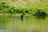 x Heron squawking in protest.jpg