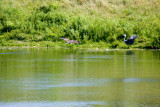 z6 Osprey and heron brace for impact.jpg