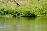 z7 Heron takes a hit.jpg