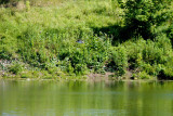 z14 Osprey has heron lined up again.jpg