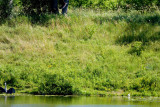 z17 Heron is hit again as osprey zooms up.jpg