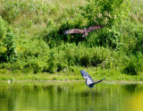 cropped IMG_0800.jpg
