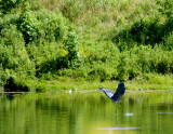 cropped IMG_0801.jpg