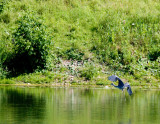 cropped IMG_0802.jpg