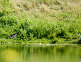 cropped IMG_0808.jpg