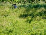 cropped IMG_0810.jpg
