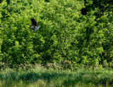 cropped IMG_0811.jpg