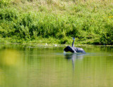 cropped IMG_0821.jpg