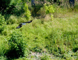 cropped IMG_0831.jpg