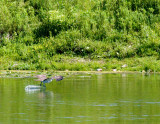 cropped IMG_0836.jpg