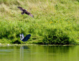 cropped IMG_0838.jpg