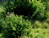 cropped IMG_0855.jpg