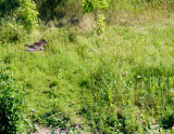 cropped IMG_0856.jpg